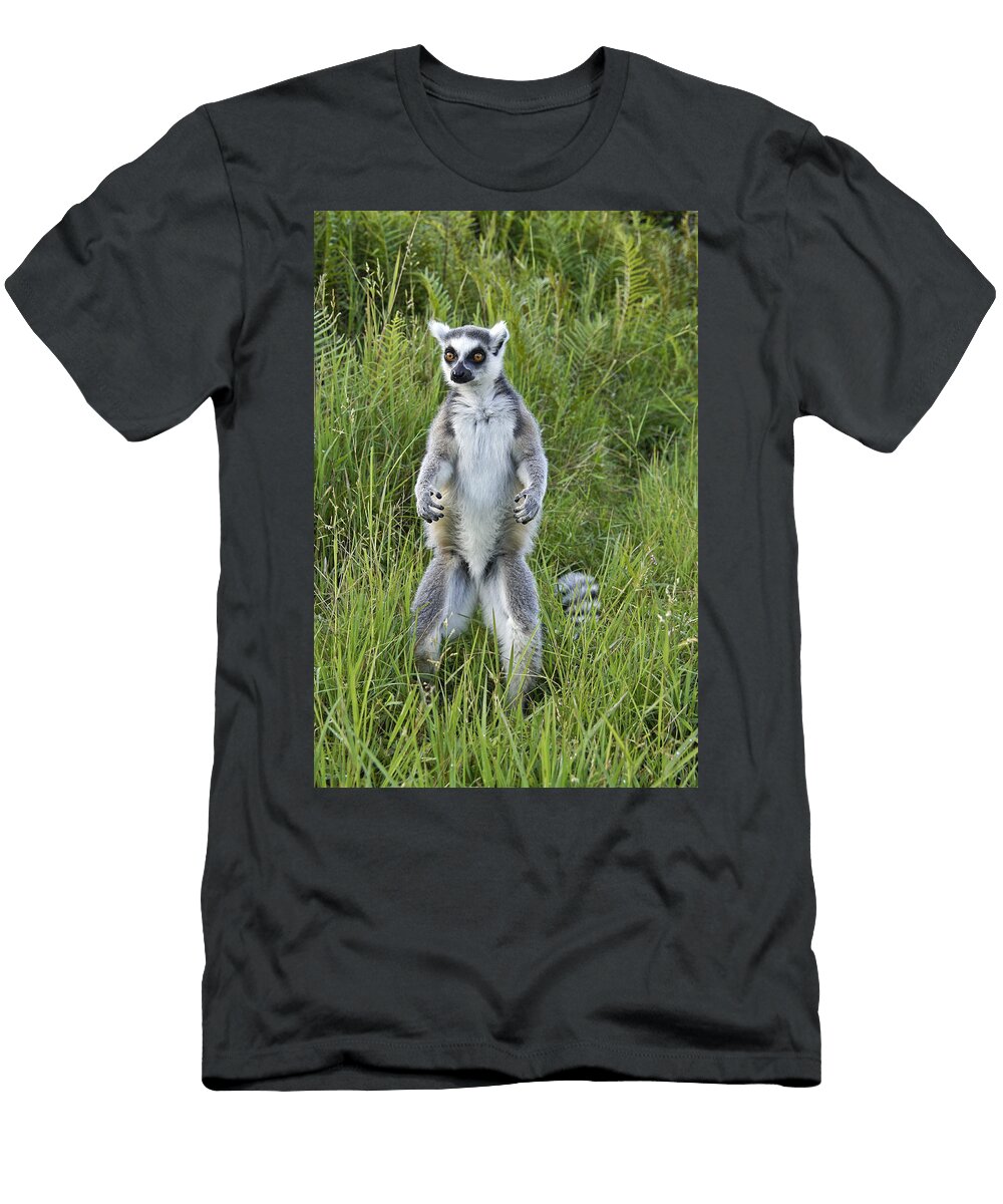 Curious Ring Tail Michele Burgess T-Shirt