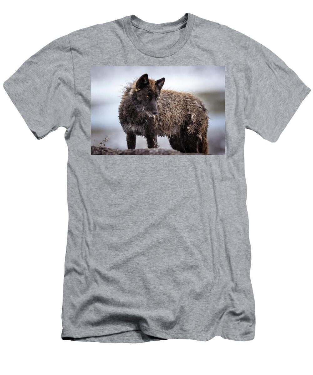 Curious Yearling Julie Argyle T-Shirt