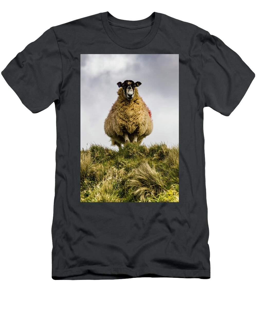 Devonshire Ewe Jonathan Kirby T-Shirt