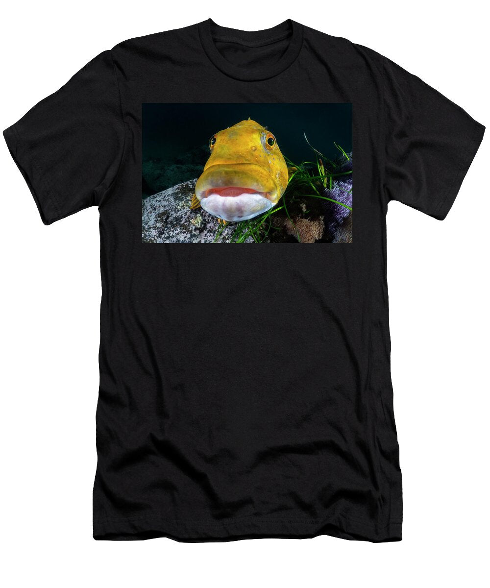 Fat Greenling Male Watching Over Several Clutches of Tony Wu Natureplcom T-Shirt