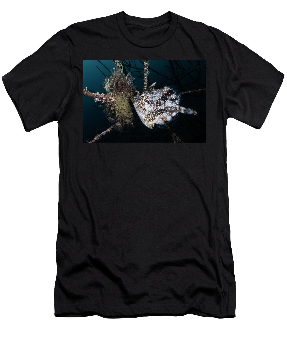 Female Whitespotted Pygmy Filefish Tending to a Clutch of Tony Wu Natureplcom T-Shirt