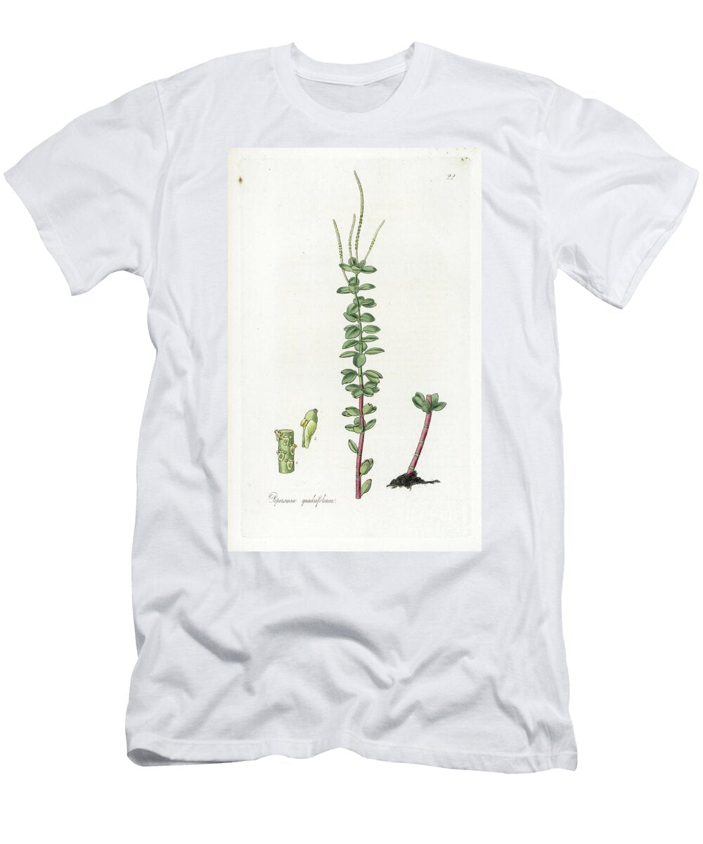 Four Leaf Peperomie European School T-Shirt