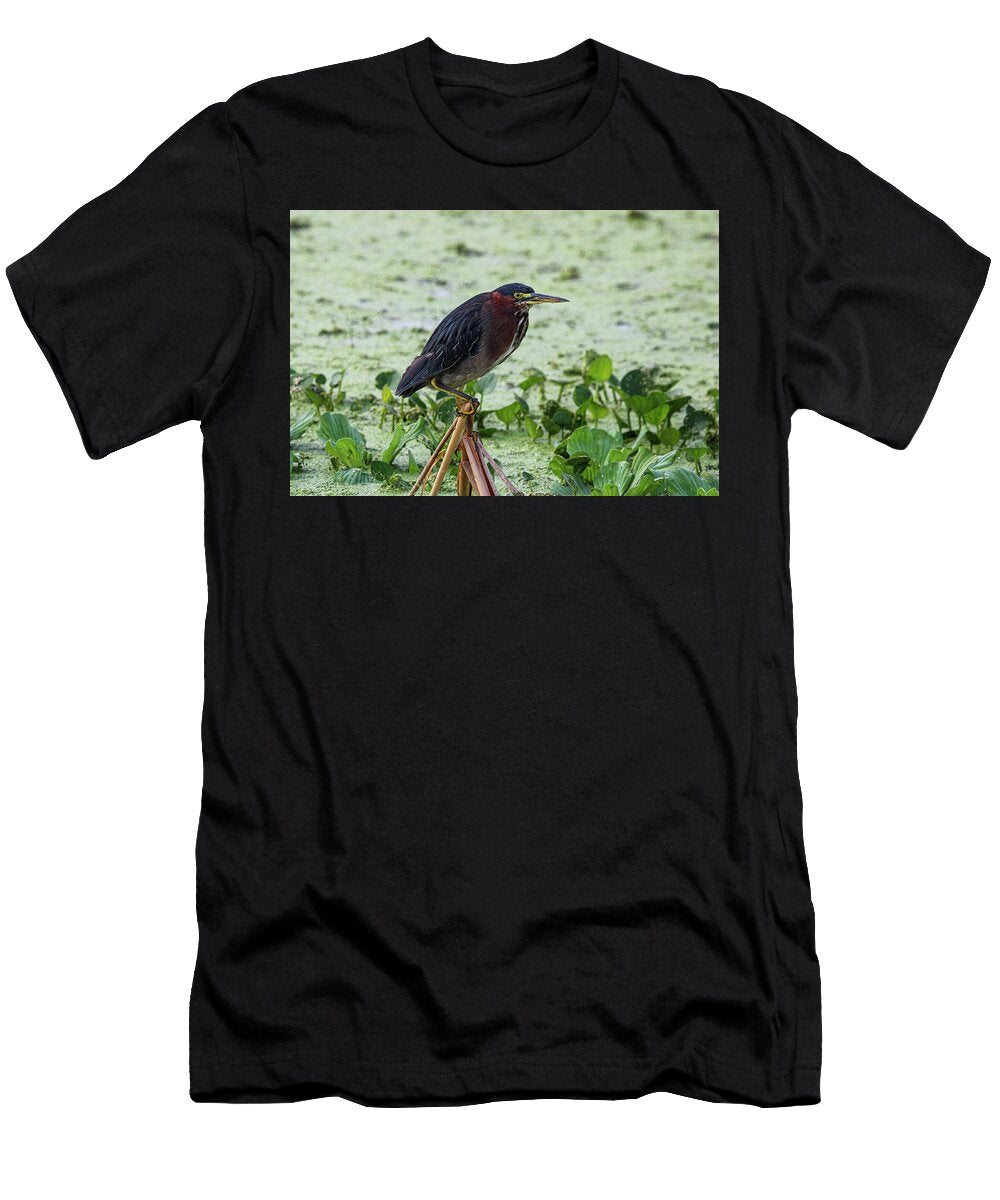 Green Heron Clutching a Reed Carol Vandenbelt T-Shirt