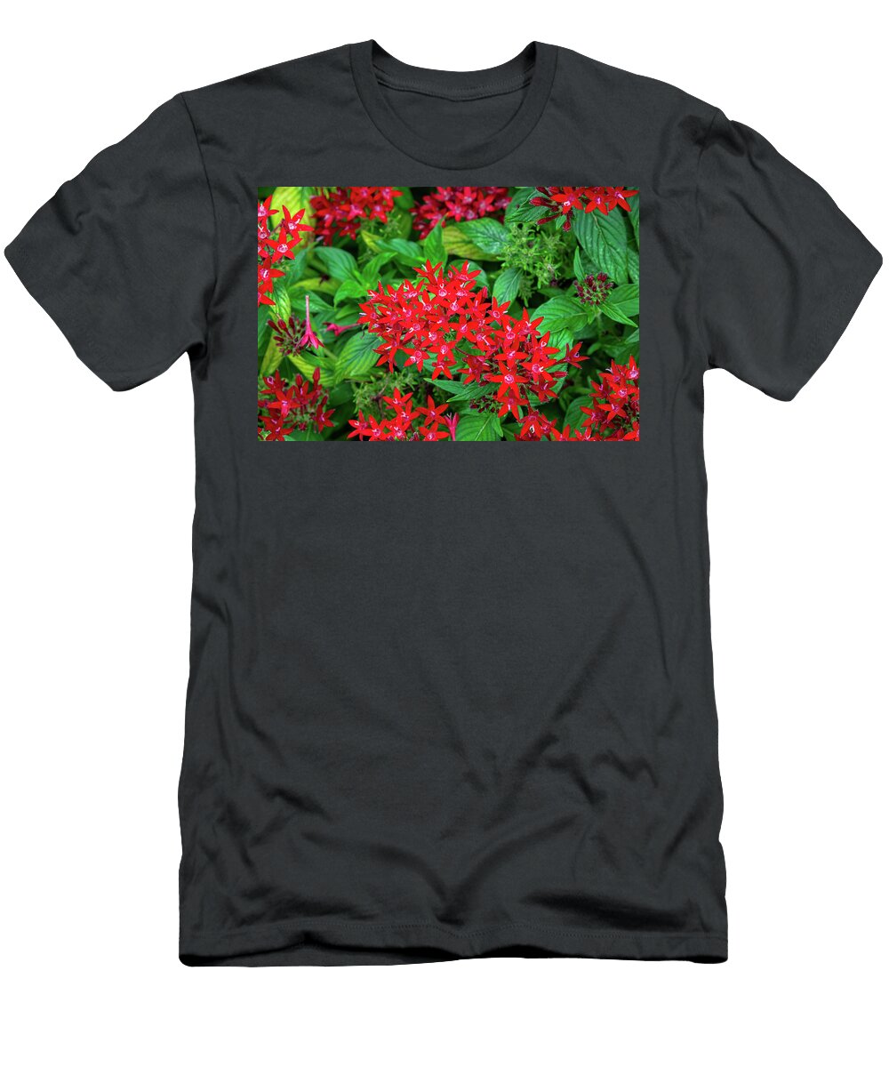 Greenwood Egyptian Star John Kirkland T-Shirt