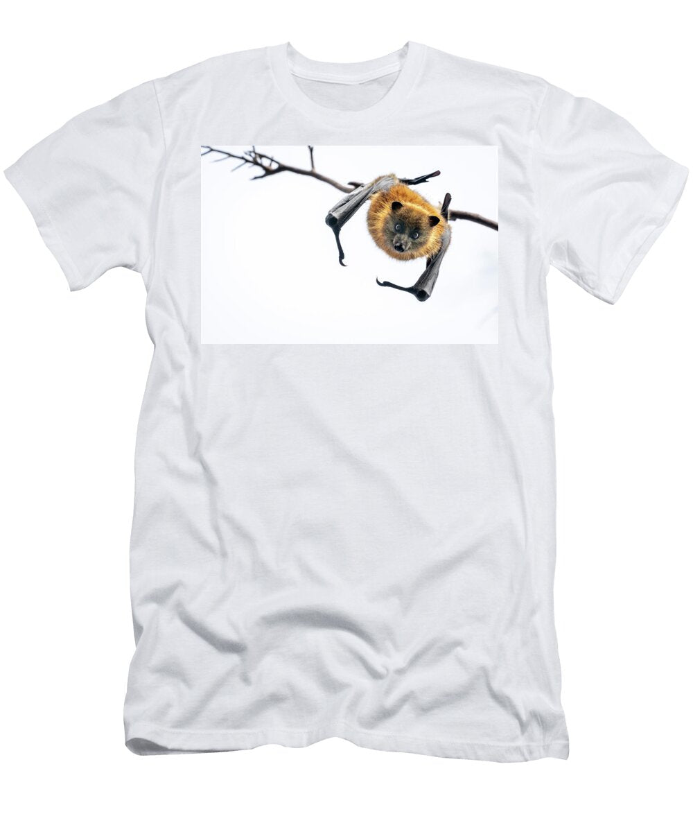 Grey Headed Flying Fox Bat Hanging Upside Down From Branch Doug Gimesy Natureplcom T-Shirt