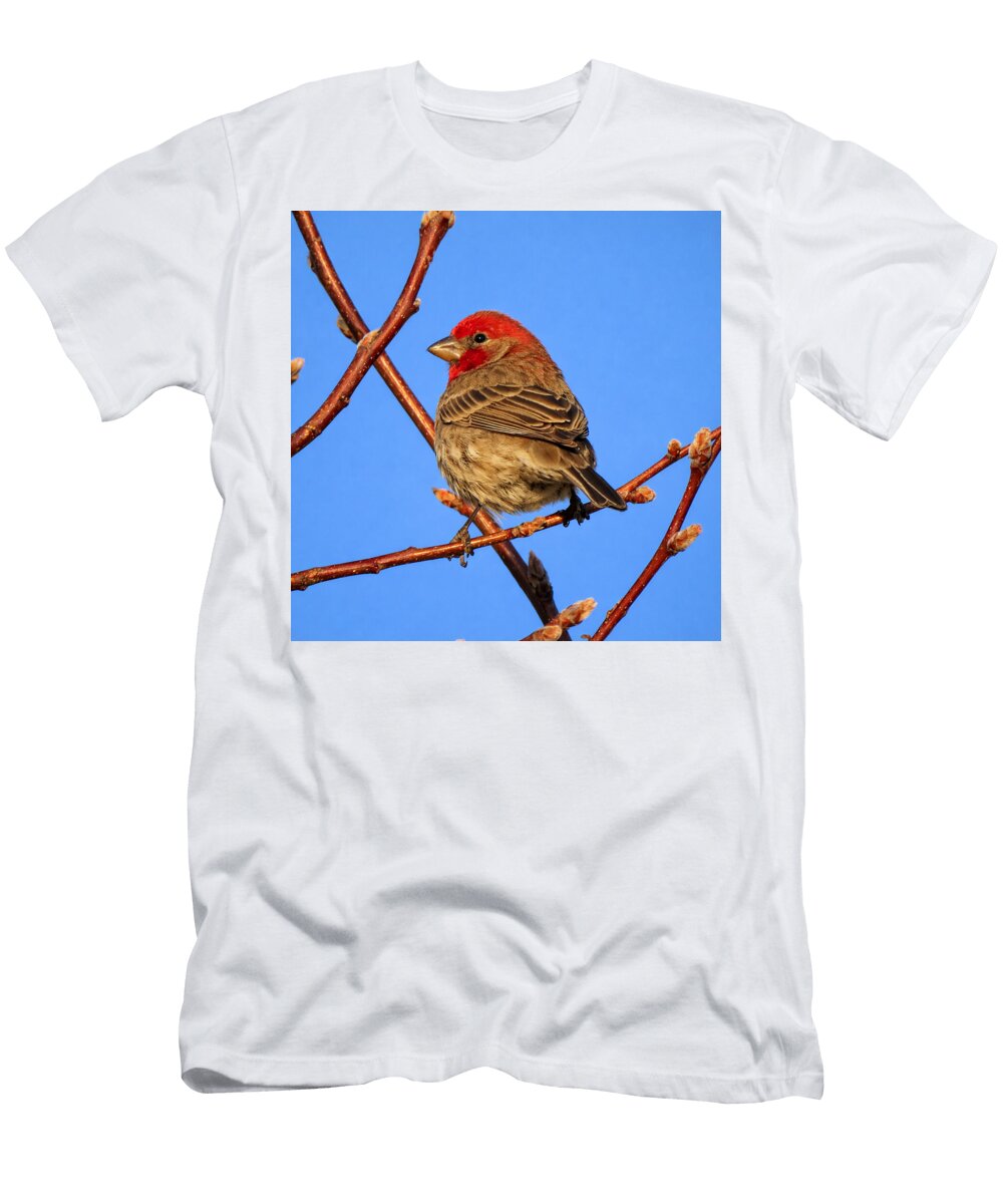 House Finch on a Sunlit Branch Mario G Rivera T-Shirt