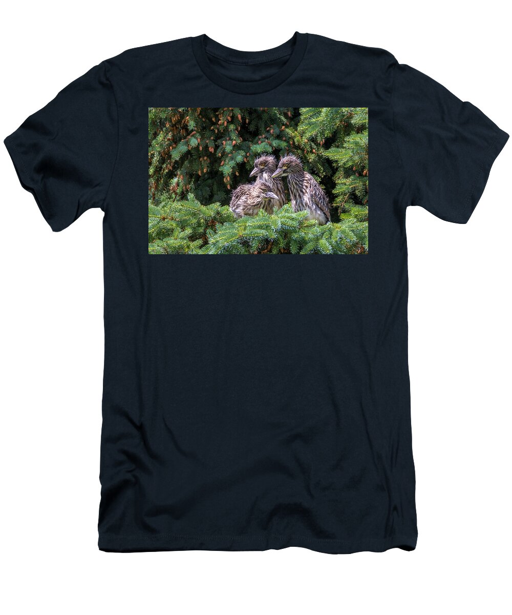 Juvenile Black Crowned Night Herons in Pine Tree Patti Deters T-Shirt