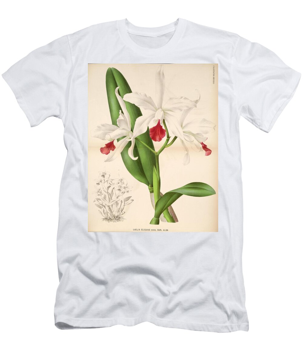 Laelia Elegans Unknown T-Shirt