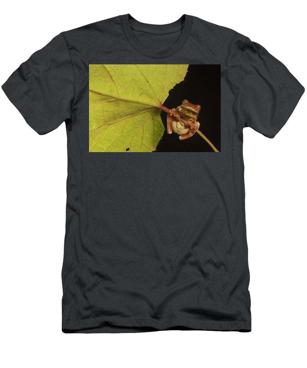 Mahogany Treefrog Clasping Onto Leaf Stem View From Below Claudio Contreras Natureplcom T-Shirt