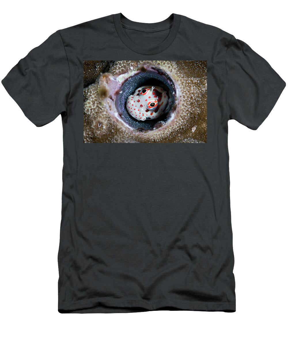 Male Red Spotted Blenny Watching Over a Clutch of Eggs That Tony Wu Natureplcom T-Shirt