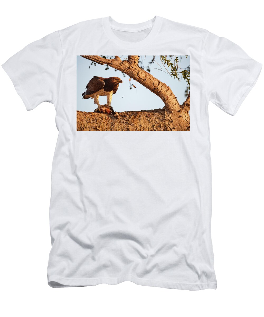 Martial Eagle Perched on Branch Clutching Its Prey a Eric Baccega Natureplcom T-Shirt