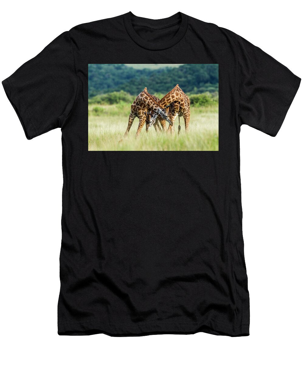 Masai Giraffe Males Fighting Masai Mara Game Reserve Denis Huot Natureplcom T-Shirt