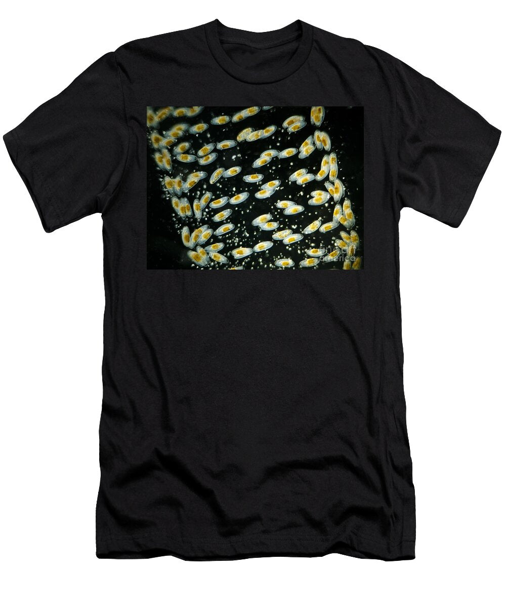 Midge Eggs Chironomus Sp Lm Rubn Durobiomedia Associates Llc T-Shirt