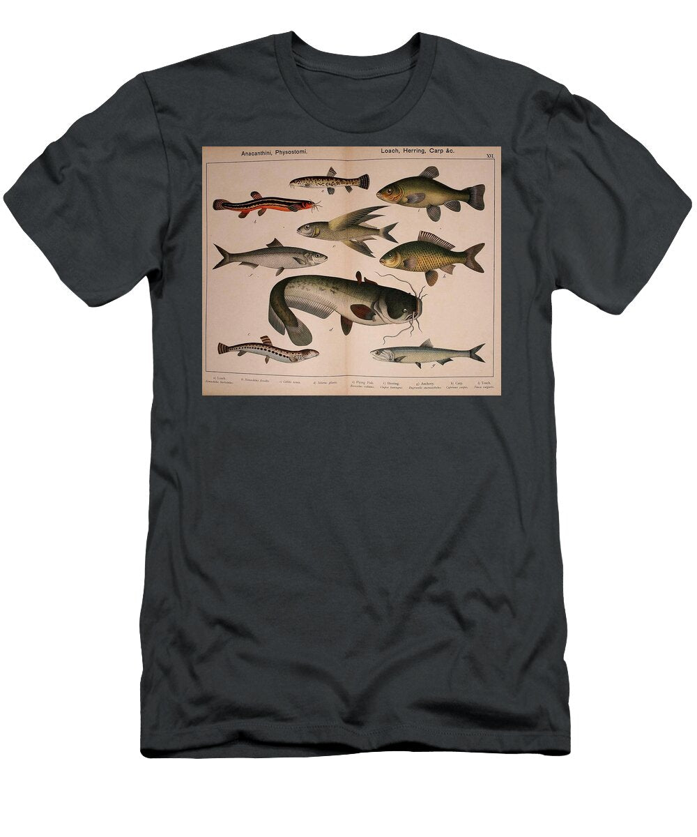 Natural History of the Animal Kingdom Motionage Designs T-Shirt