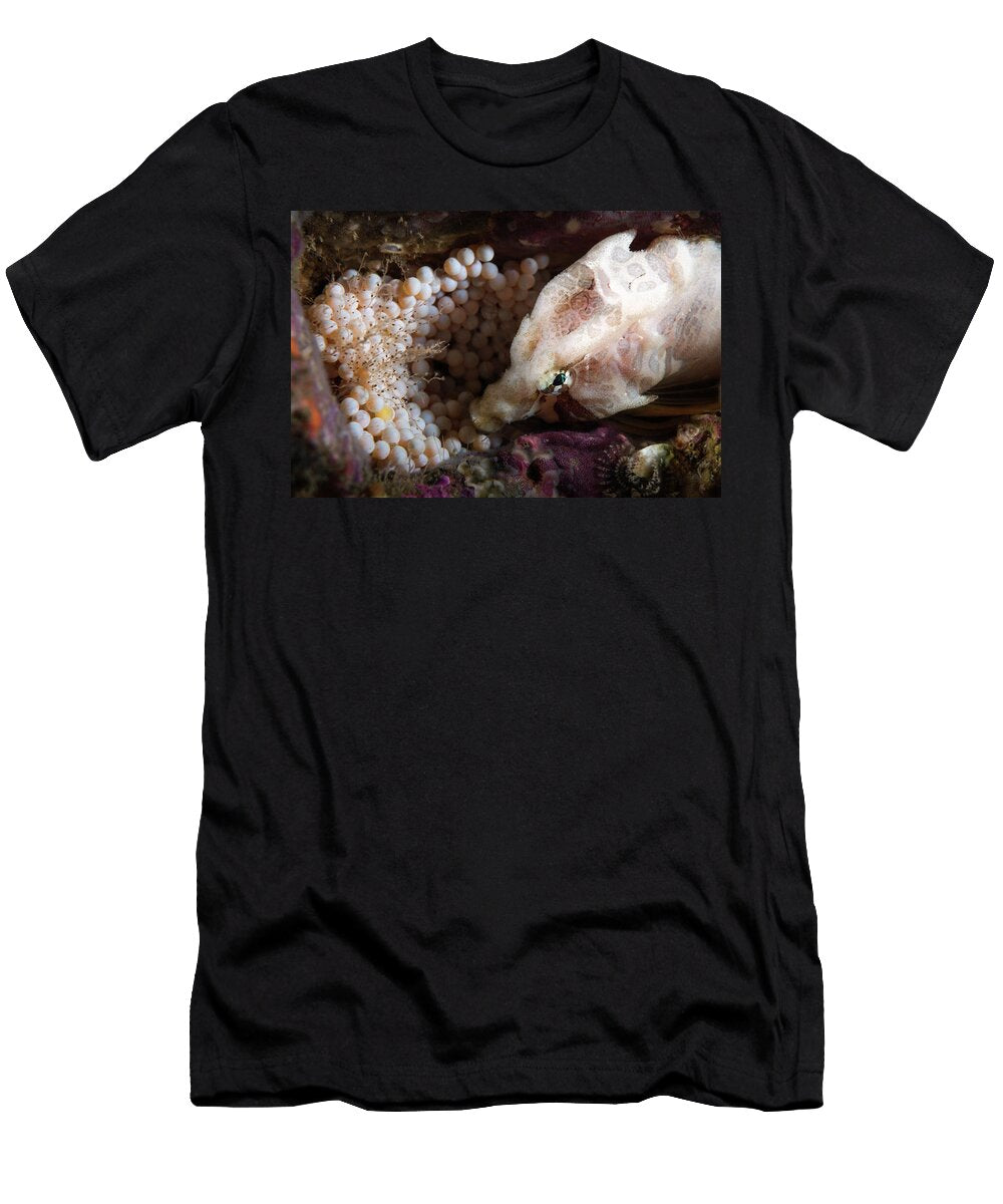 Nihon Grunt Sculpin Male Watching Over a Clutch of Eggs Tony Wu Natureplcom T-Shirt