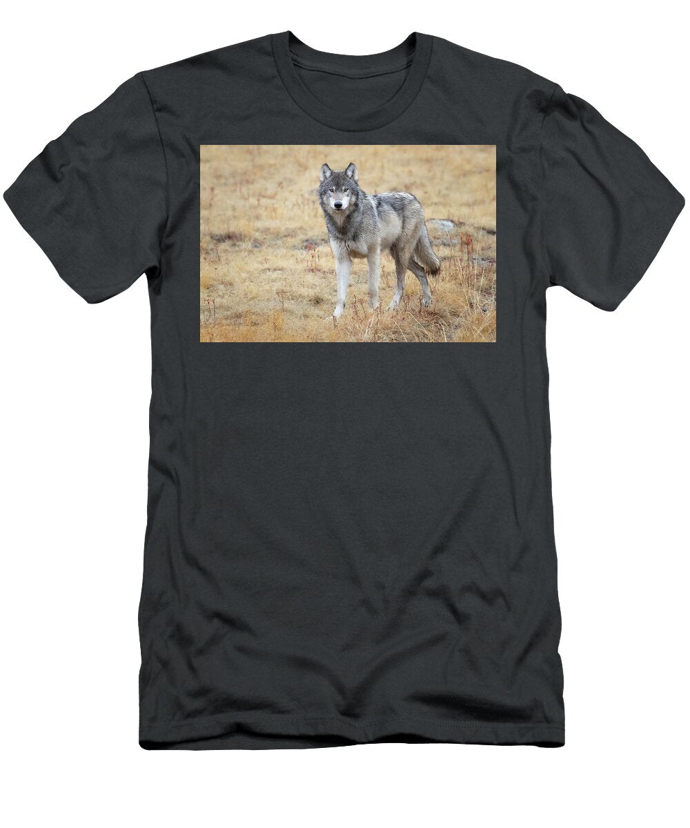 October Wolf Julie Argyle T-Shirt