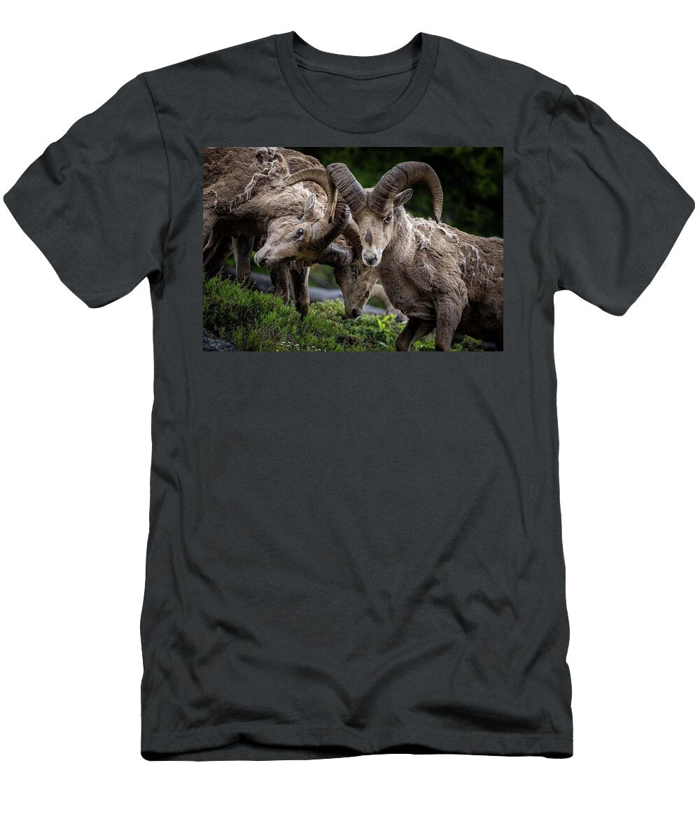 Package of Three Julie Argyle T-Shirt