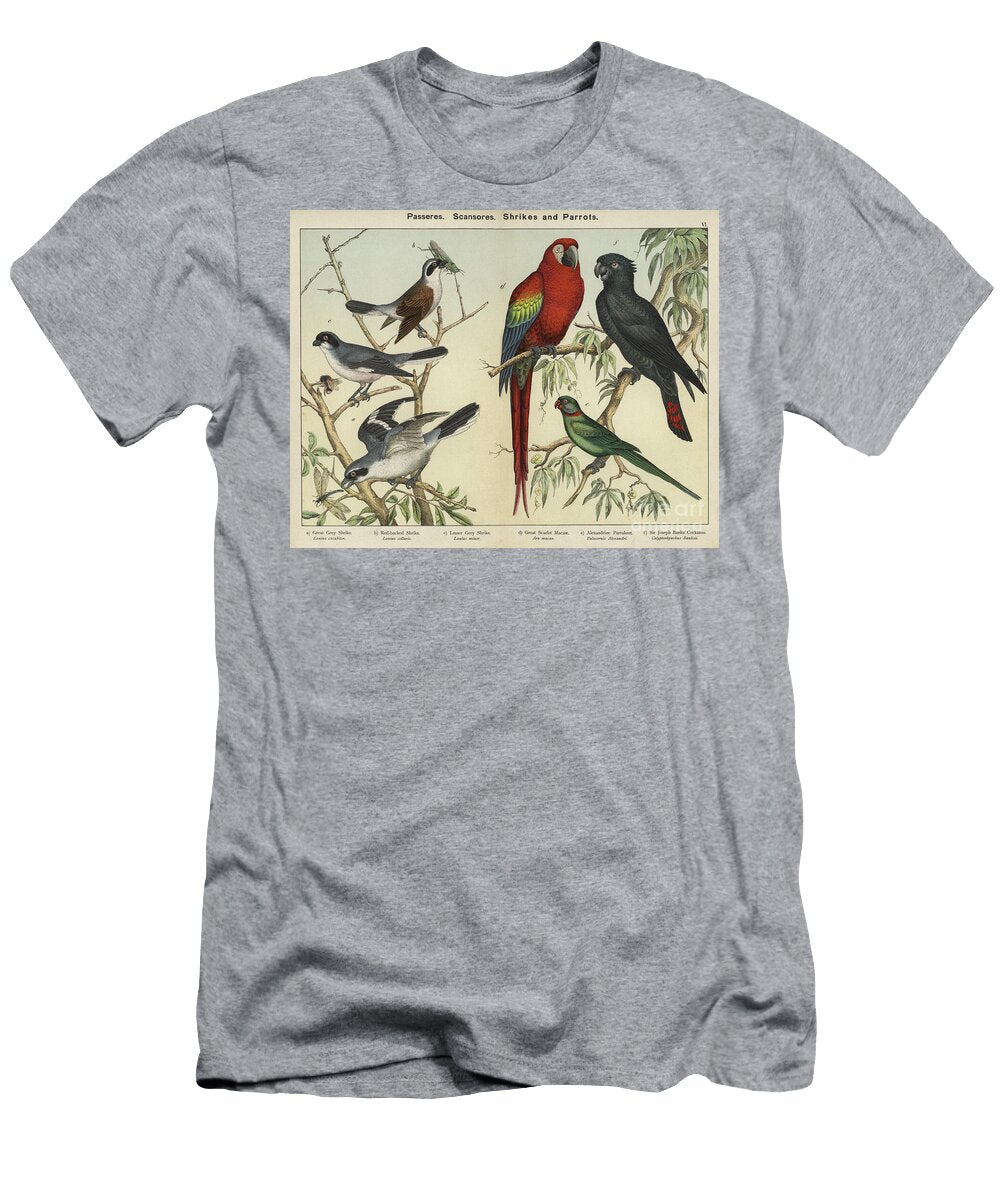 Passeres Scansores Shrikes and Parrots European School T-Shirt
