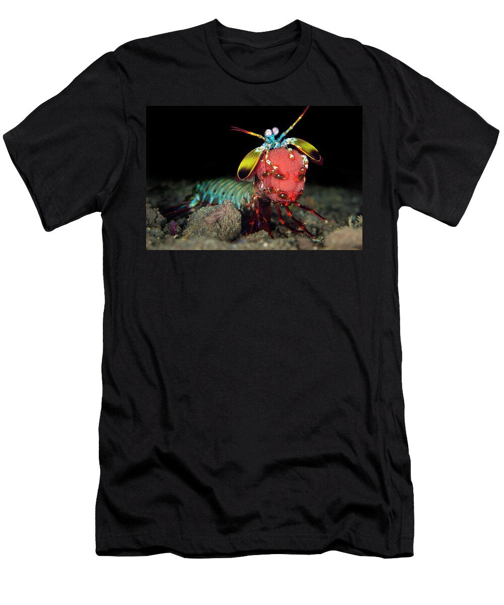 Peacock Mantis Shrimp Holding a Clutch of Bright Red Eggs Alex Mustard Natureplcom T-Shirt