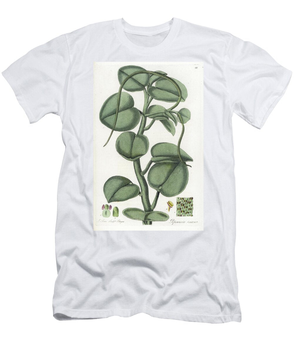 Peperomie Feutree European School T-Shirt
