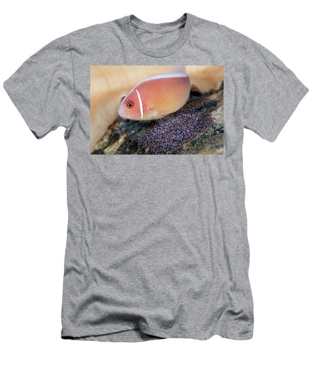 Pink Anemonefish Fans Its Clutch of Eggs with Its Pectoral Alex Mustard Natureplcom T-Shirt