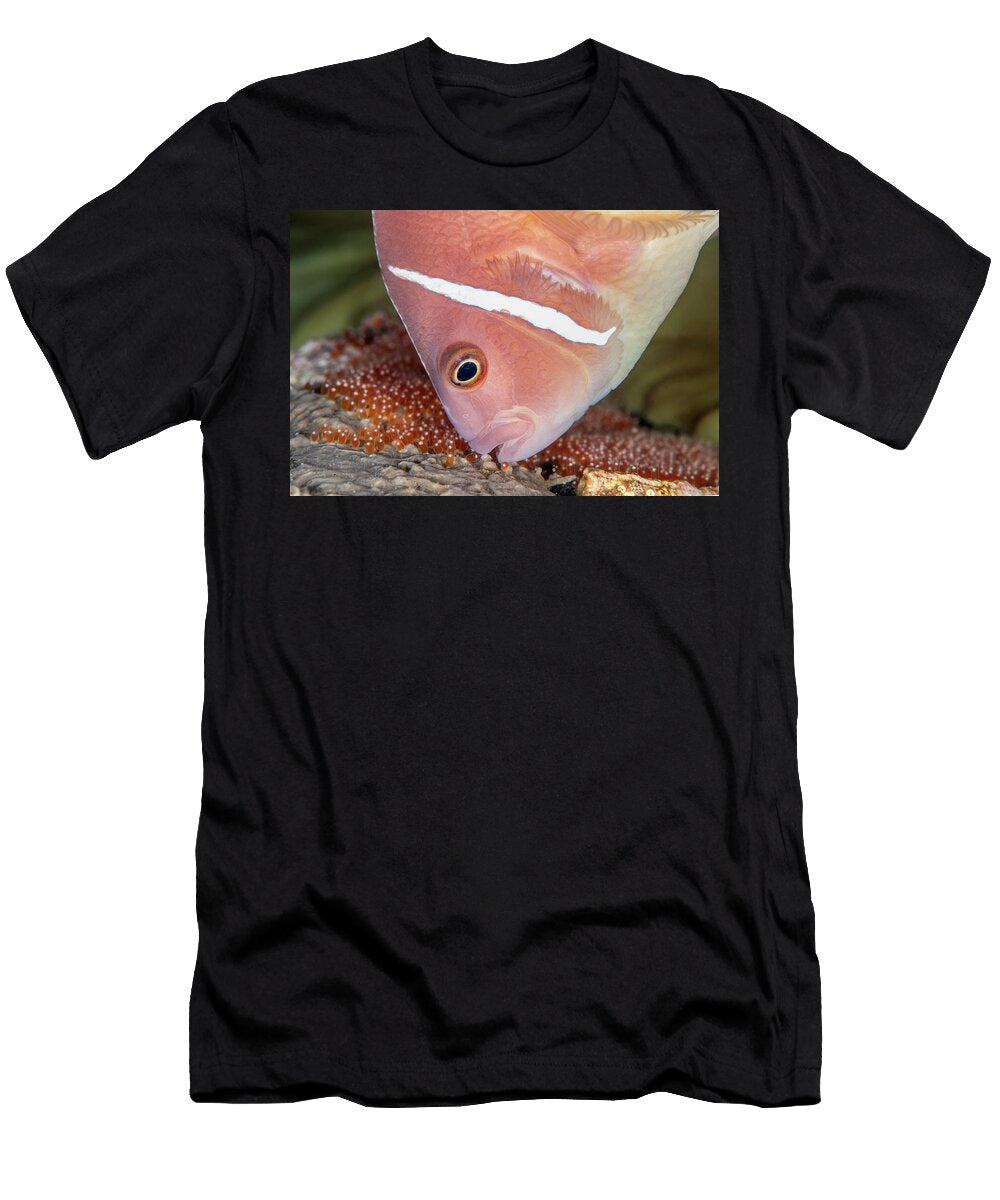 Pink Anemonefish Tends a Clutch of New Eggs Beneath Its Alex Mustard Natureplcom T-Shirt