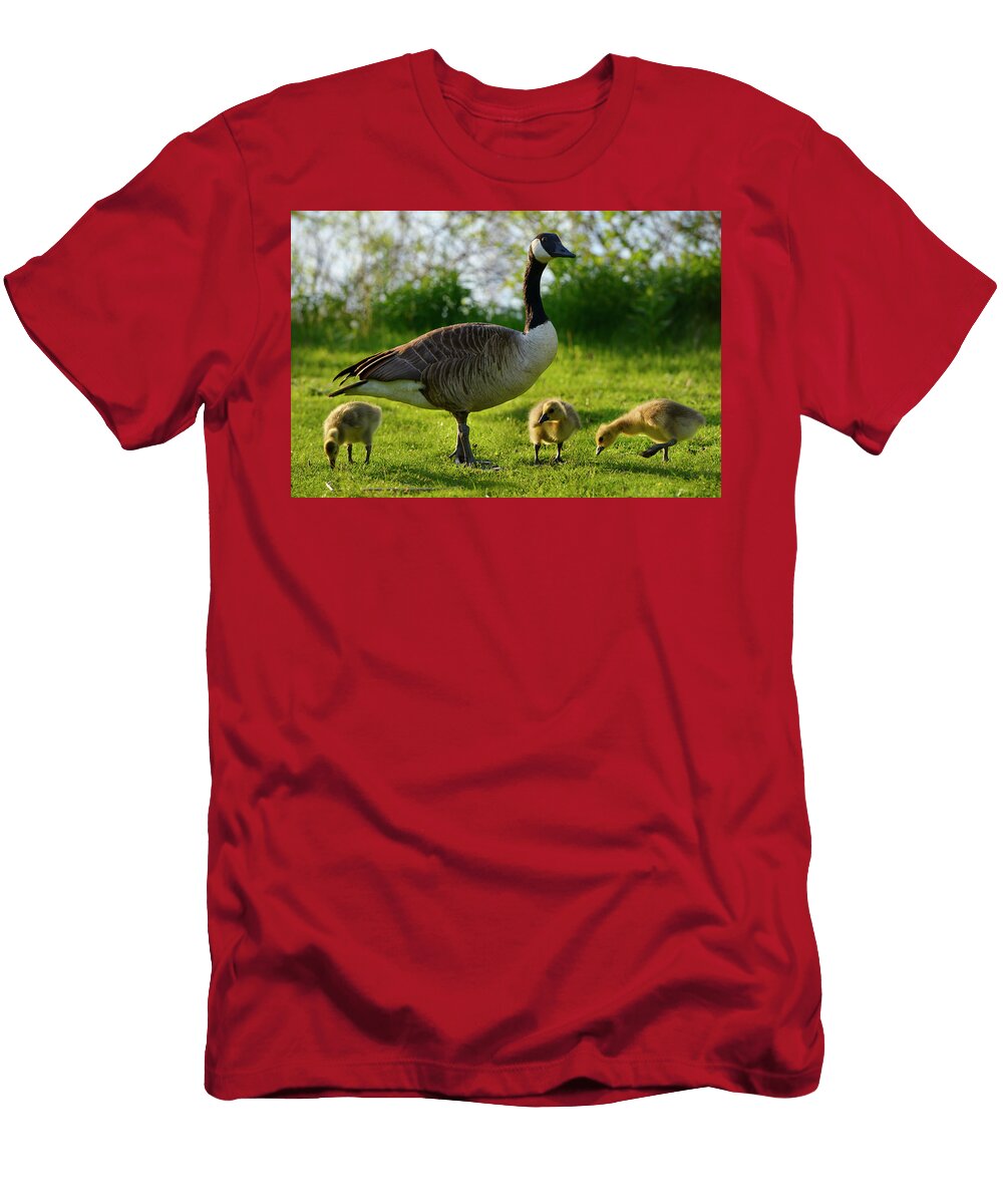 Protective Parent Canada Goose with Three Goslings on Toronto Is Reimar Gaertner T-Shirt