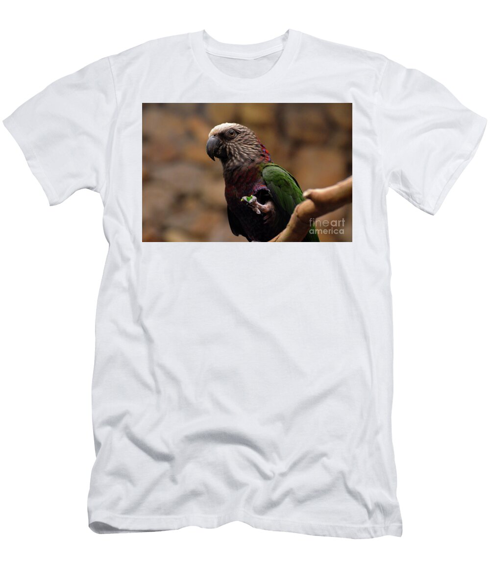 Red Fan Parrot with Something Clutched in His Foot Dejavu Designs T-Shirt