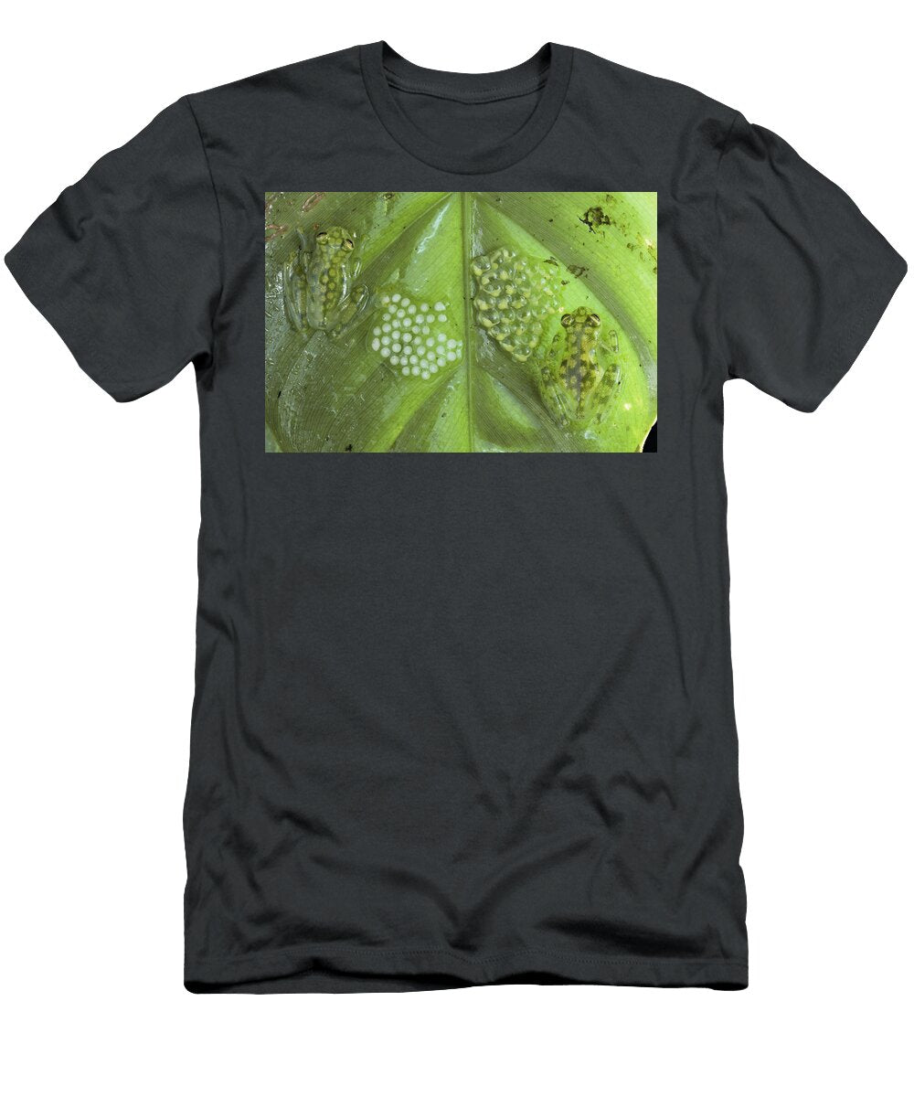 Reticulated Glass Frogs and Eggs Michael and Patricia Fogden T-Shirt