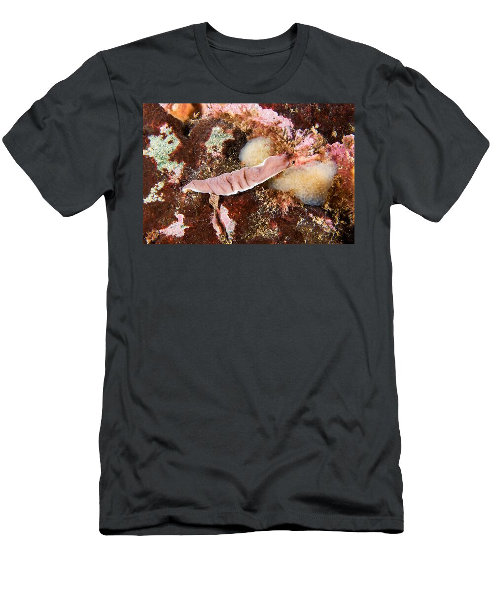 Ribbon Worm Amphiporus Angulatus Andrew J Martinez T-Shirt