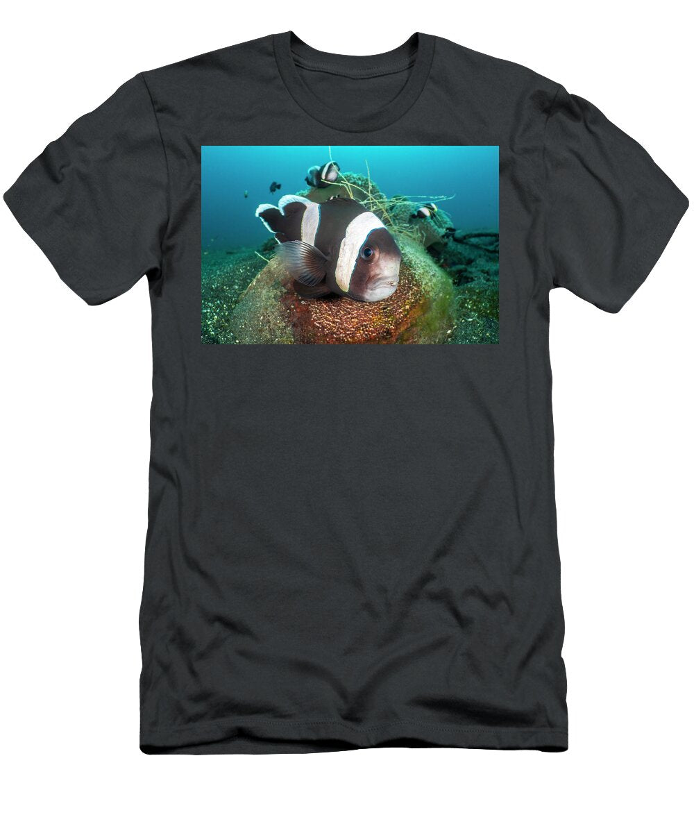 Saddleback Anemonefish Guarding Its Clutch of Developing Alex Mustard Natureplcom T-Shirt