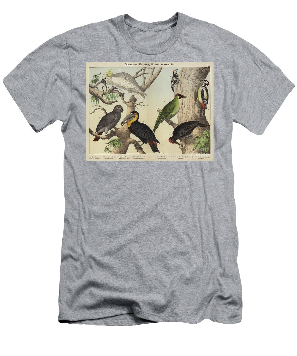 Scansores Parrots Woodpeckers European School T-Shirt