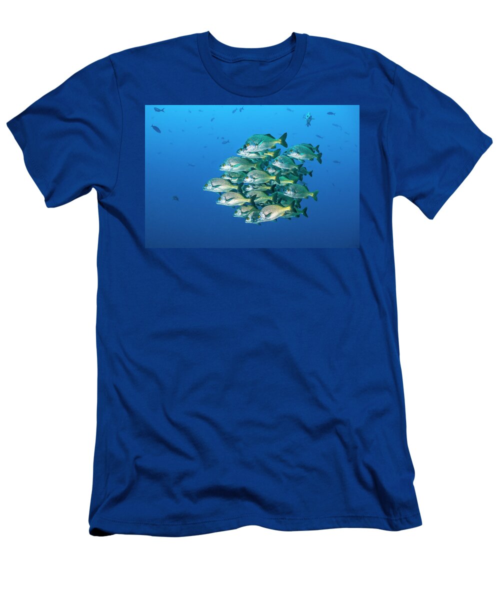 School of Burrito Grunts Huddling Together in Tight Ball Alex Mustard Natureplcom T-Shirt