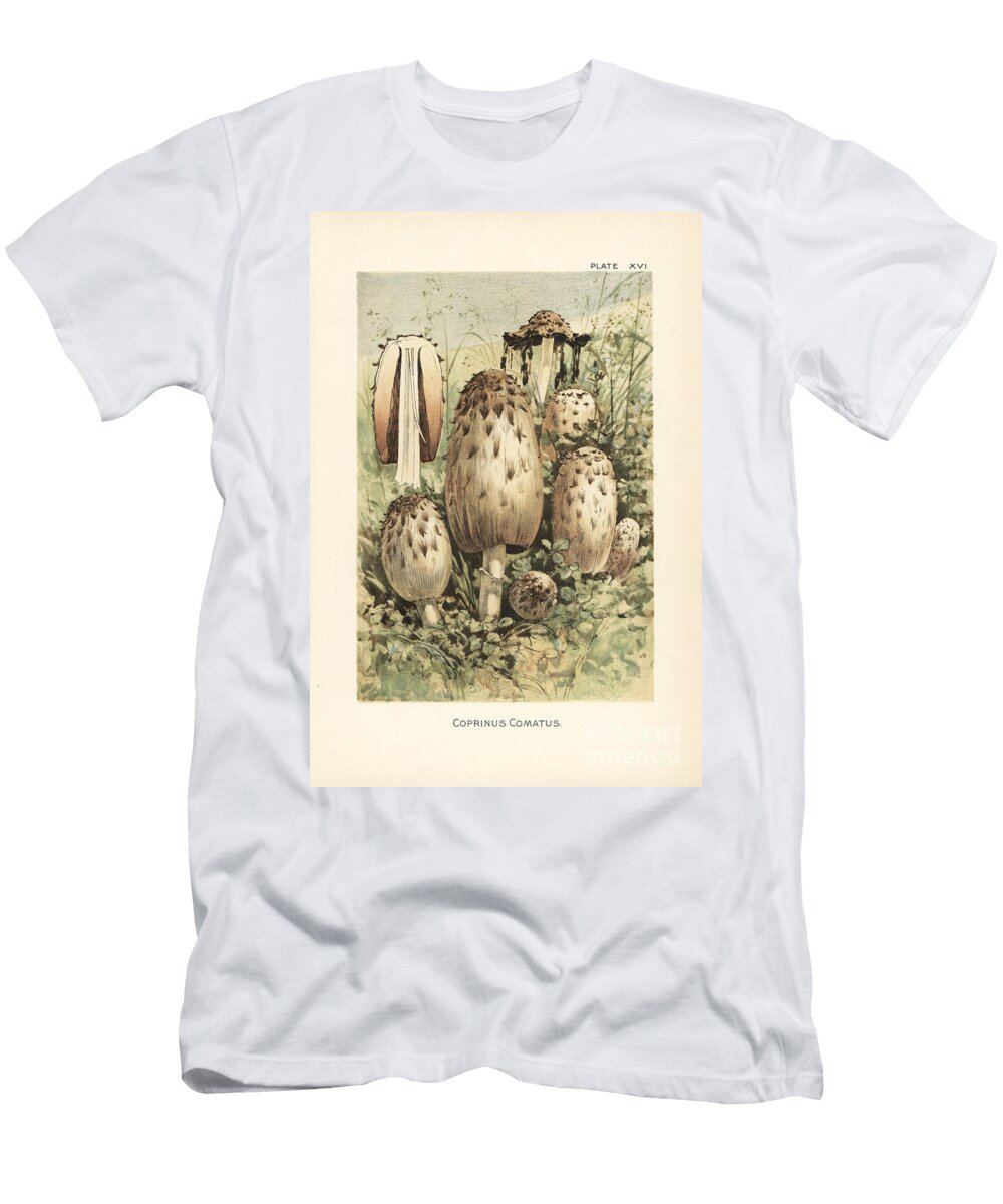 Shaggy Ink Cap Lawyers Wig or Shaggy Mane Coprinus Comatus European School T-Shirt
