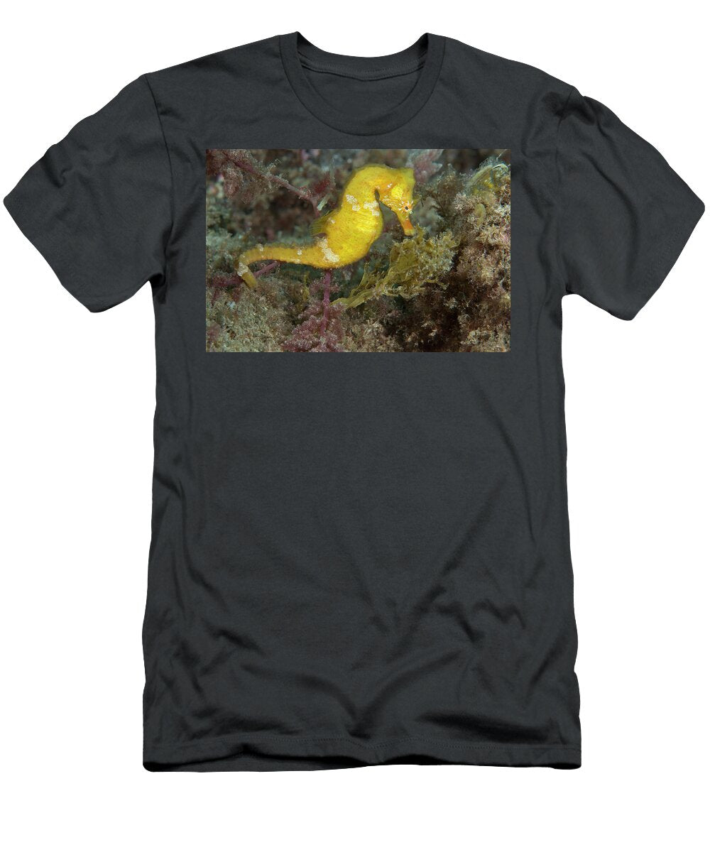Short Snouted Seahorse Grasping Seaweed with Tail Sergio Hanquet Natureplcom T-Shirt