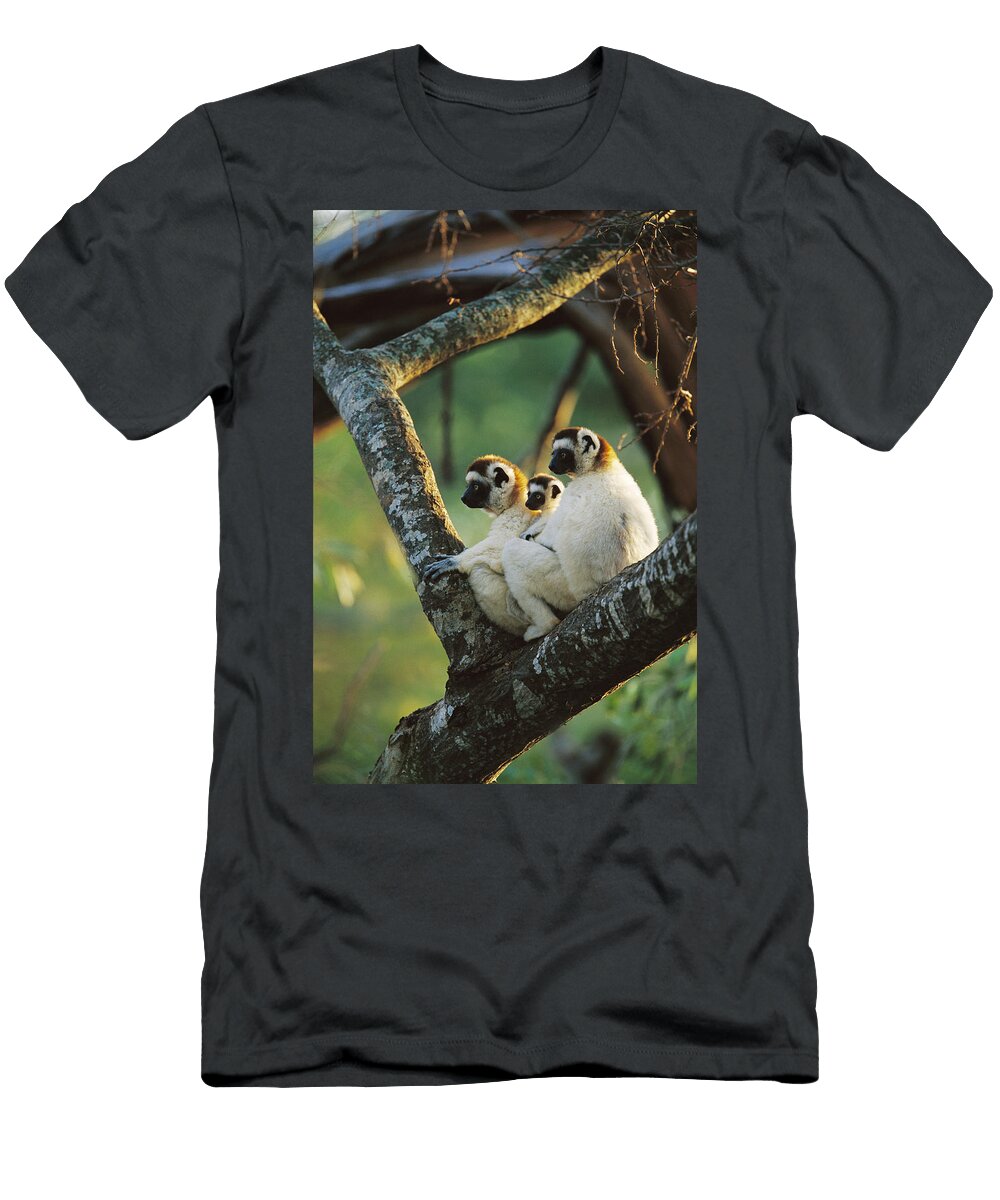 Sifaka Propithecus Sp Family Resting Cyril Ruoso T-Shirt