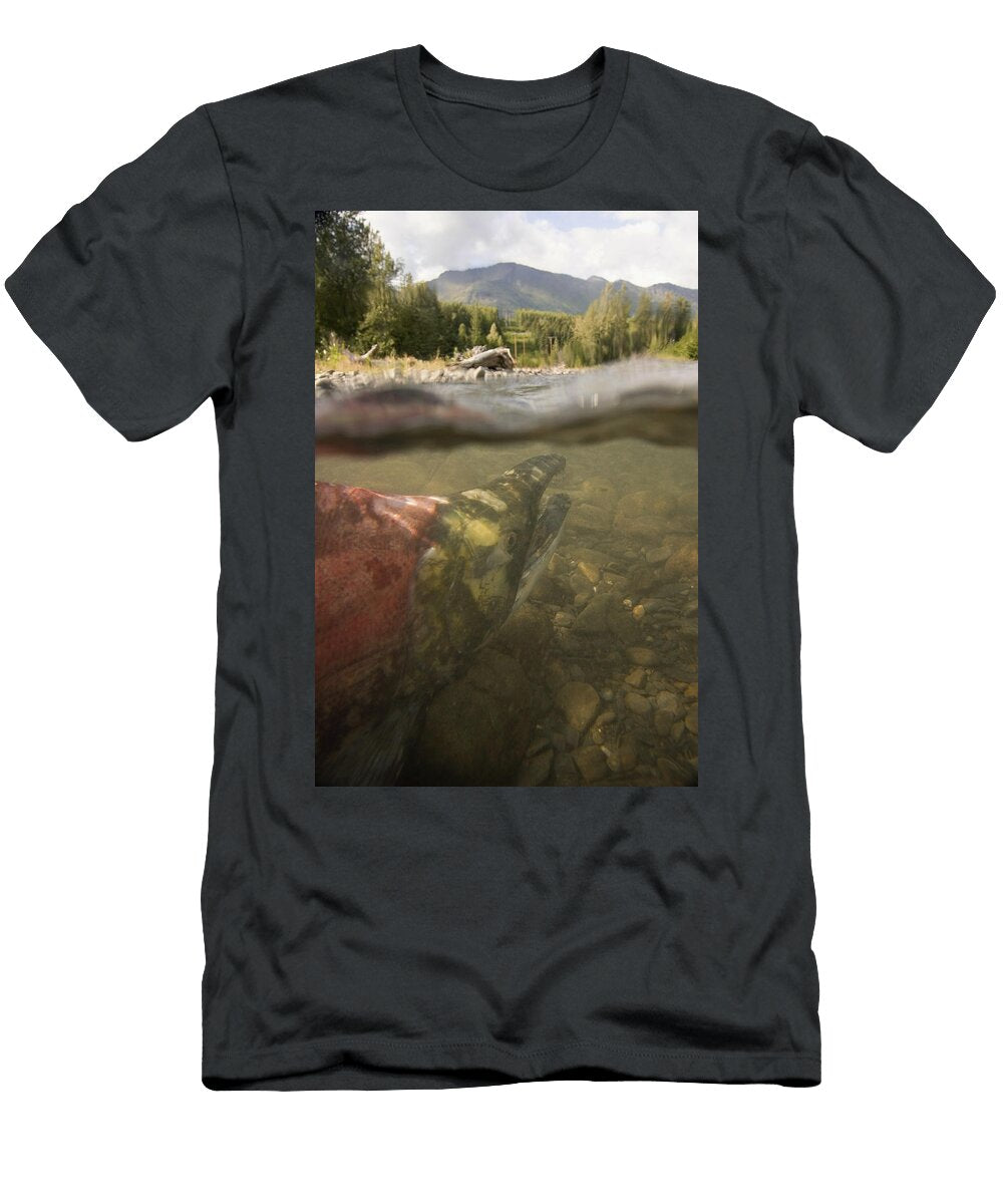 Spawned Out Sockeye Salmon in Quartz Scott Dickerson T-Shirt