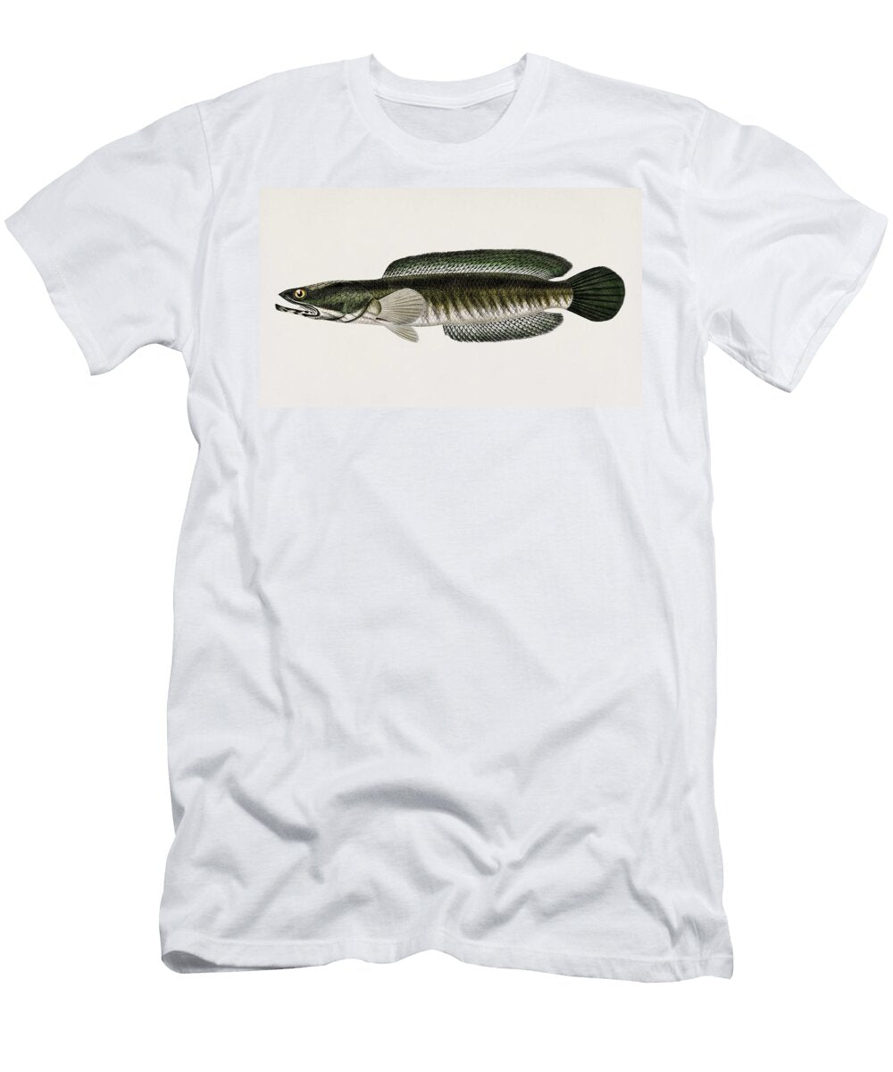 Striped Snakehead Channa Striata Illustrated By Charles Dessalines D Orbigny 1806 1876 2 Celestial Images T-Shirt