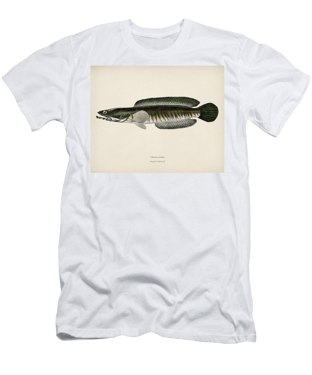Striped Snakehead Channa Striata Illustrated By Charles Dessalines D Orbigny 1806 1876 Celestial Images T-Shirt
