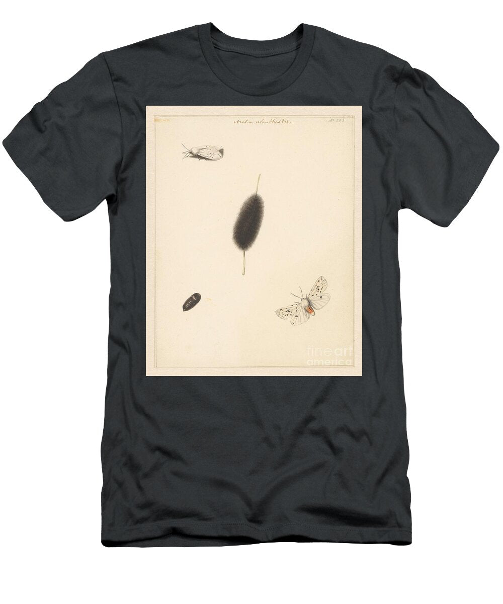 Study Sheet with Caterpillar Cocoon and Moth with Spread Wings of the Aretia Menthastri Albertus S Albertus Steenbergen T-Shirt