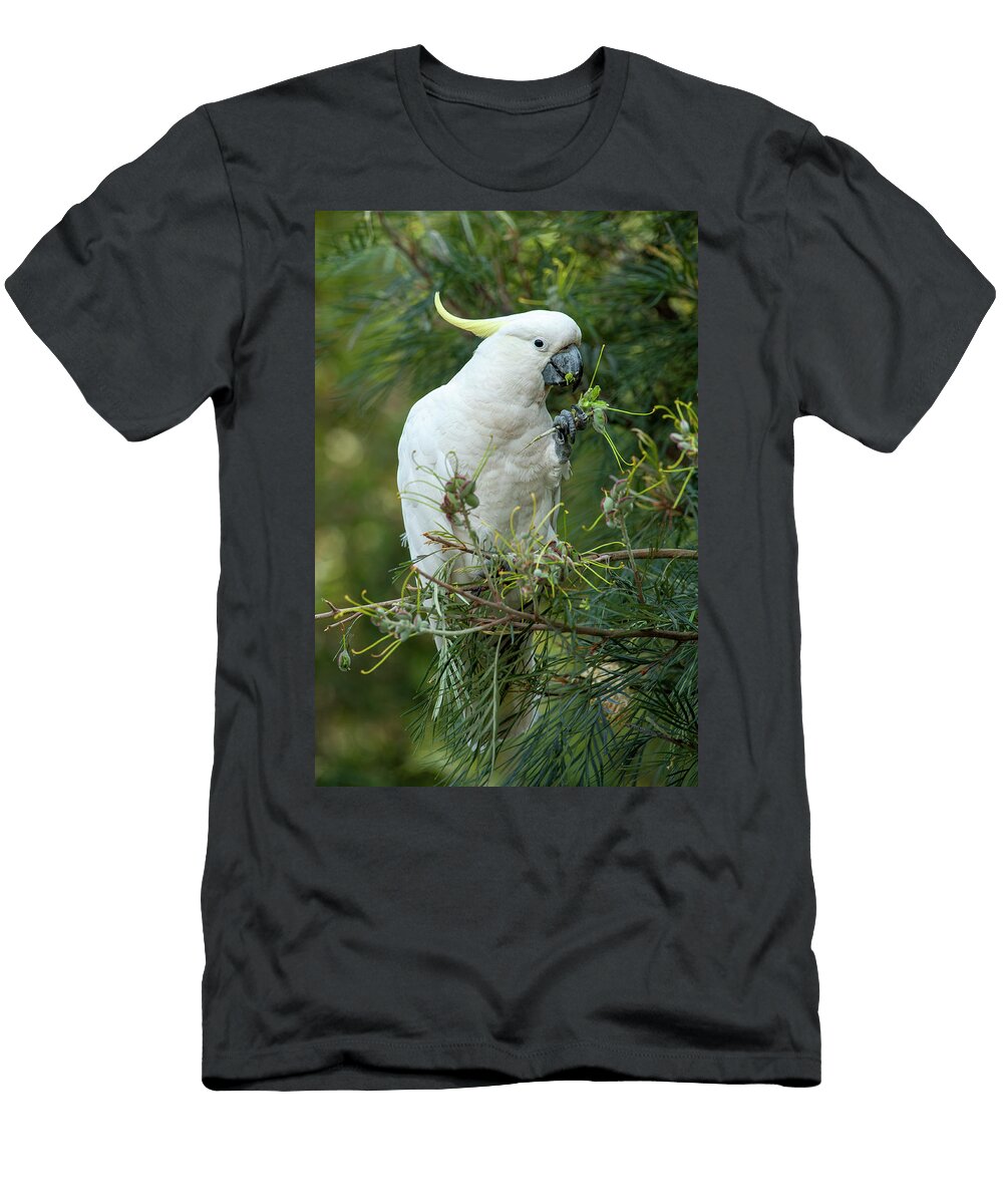 Sulphur Crested Cockatoo Feeding on Spider Flower Seed Pods Steven David Miller Natureplcom T-Shirt