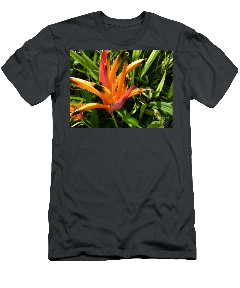 Suncast Cat Pancake T-Shirt