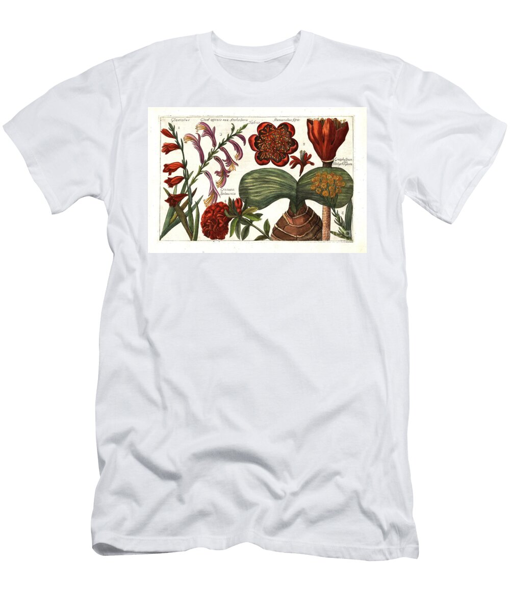Sword Lily Gladiolus Communis 1 Gladiolus Dalenii 2 Cudweed Helichrysum Luteoalbum 3 Pomegranate Flower Punica Granatum 4 and Blood Lily Haemanthus Sanguineus 5 European School T-Shirt