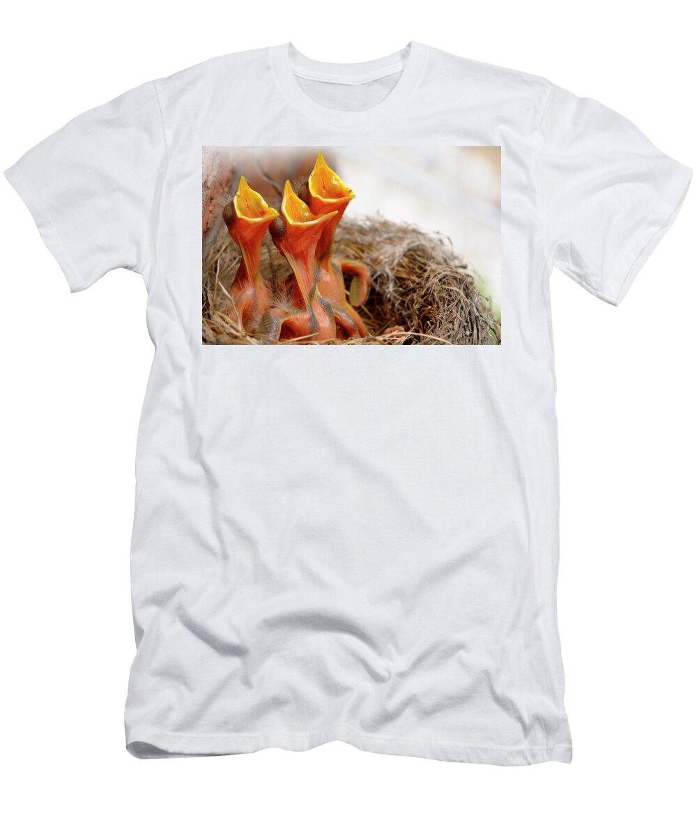 Three Hungry Robin Chicks in Nest Reaching with Open Mouths for Reimar Gaertner T-Shirt