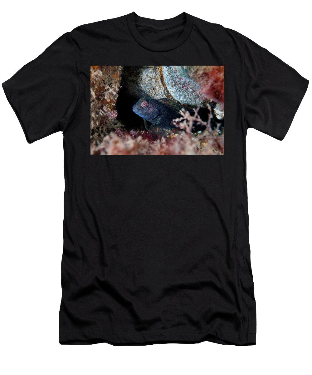 Variable Blenny Dark Coloured Male Guarding a Large Clutch Alex Mustard Natureplcom T-Shirt