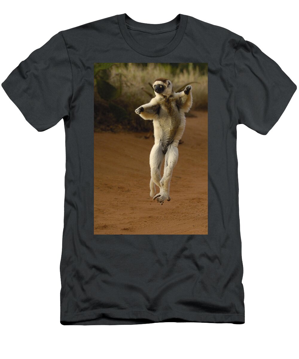 Verreauxs Sifaka Hopping Berenty Pete Oxford T-Shirt