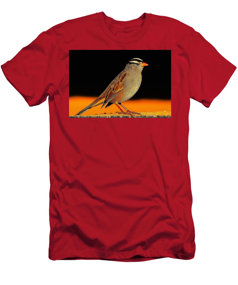 White Crowned Sparrow Perched Elegantly Mario G Rivera T-Shirt