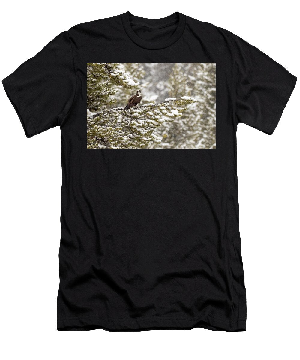 Winter Osprey Julie Argyle T-Shirt