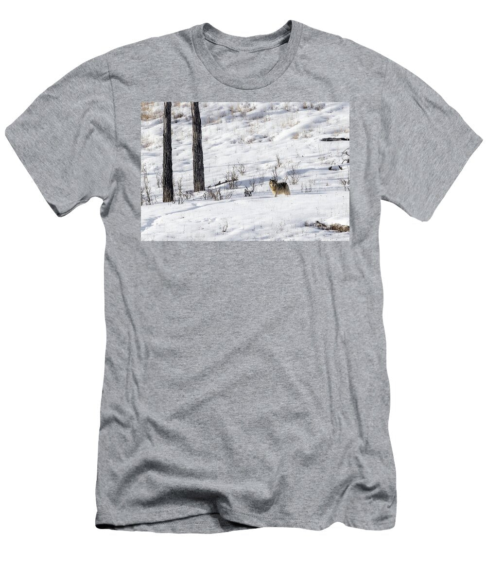 Winter Sun Julie Argyle T-Shirt