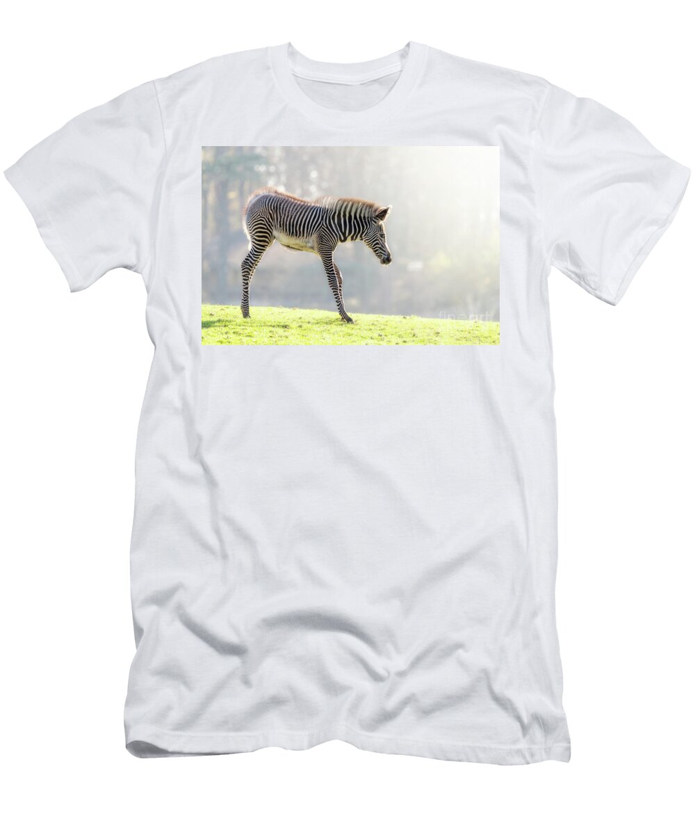 Zebra Foal in Morning Sunlight Jane Rix T-Shirt